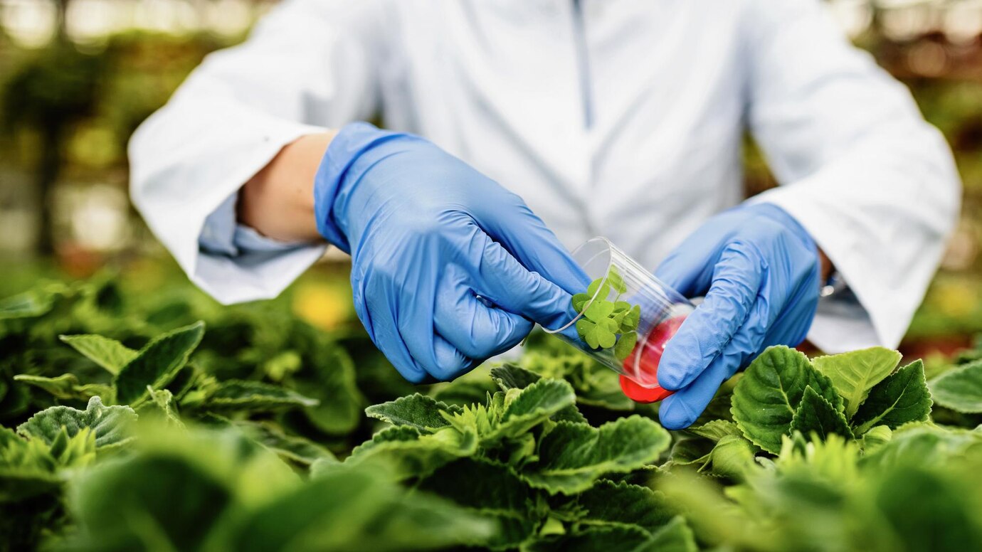 Food Safety Essentials: Why You Need Food Grade Gloves